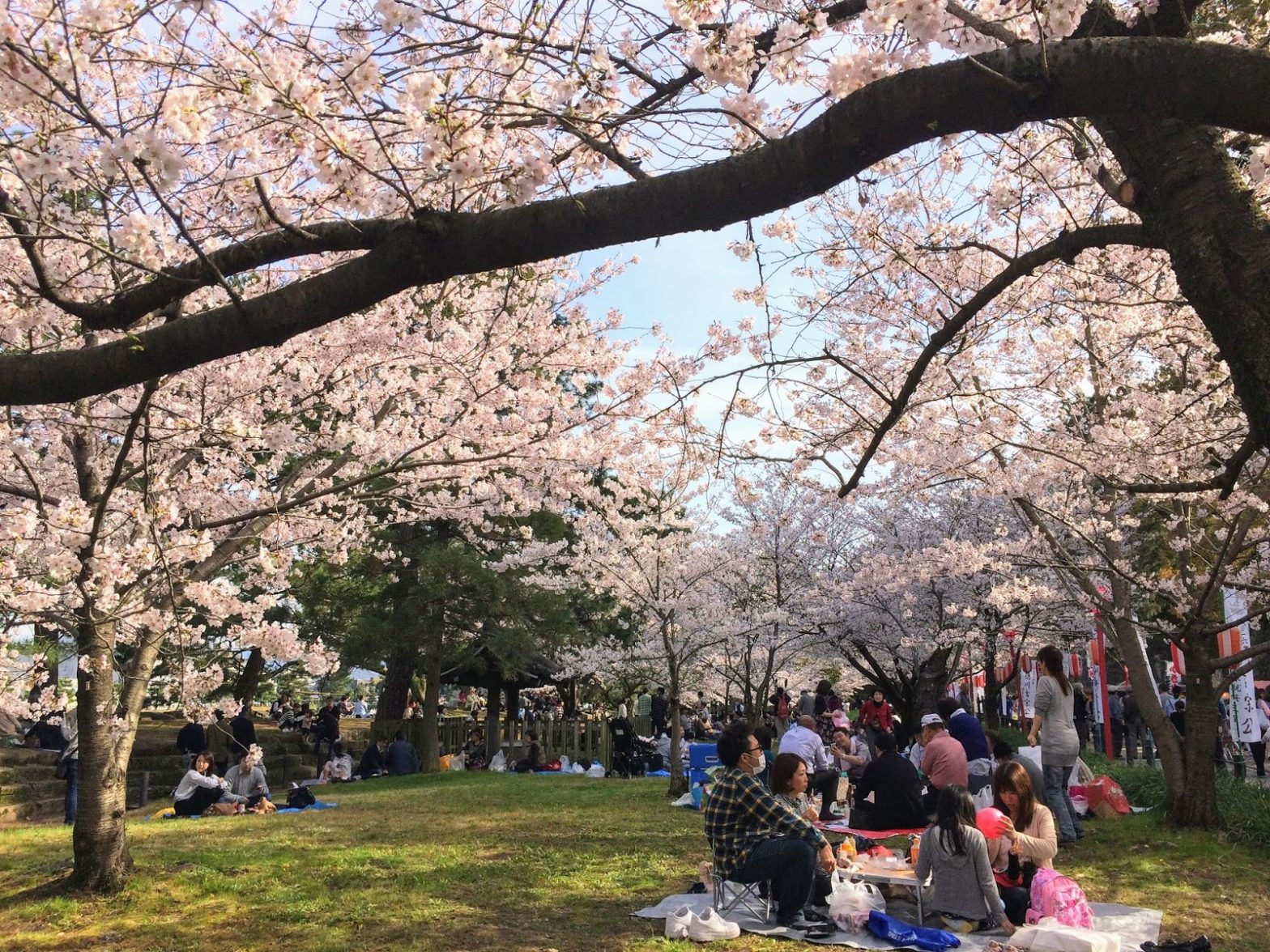 why-do-japanese-like-sakura-so-much-sketches-of-sakura-cherry