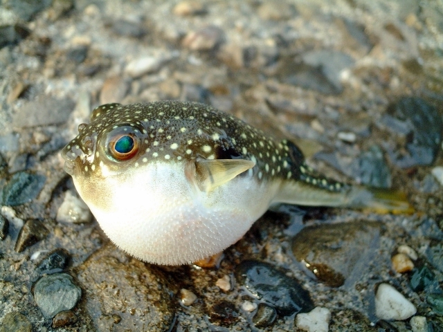 blowfish fugu