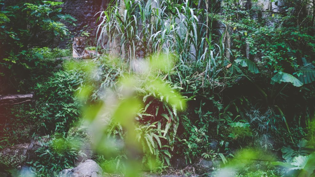 tiger in forest