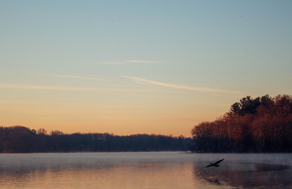 A migrating bird